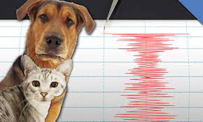 Animales predicen sismos